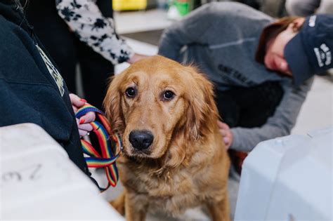 Chicago shelter helps rescue several golden retrievers, terriers from 'living in their own filth'